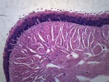 25PK Human Tongue, Prepared Microscope Slides, 75x25mm - Eisco Labs