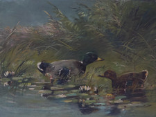 Landschaft mit Enten im Wasser