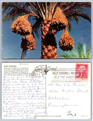 Date Clusters Palm Tree Goodwill Industries Postcard