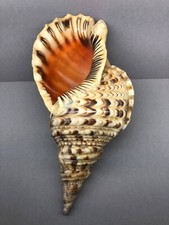 Charonia tritonis 34.5 cm, large heavy shell, Collectible shells, Charoniidae