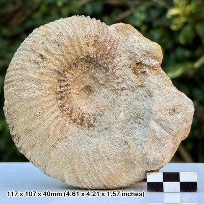 Macrocephalites macrocephalus Fossil Ammonit Koenigi Zone Gowerianus Subzone