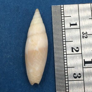 #1 Scabricola (Swainsonia) Fissurata 28.5mm Dredged Durban S. Africa 30' Mitra