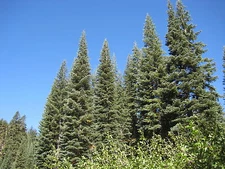 Abies magnifica SILVERTIP FIR Tree Seeds!
