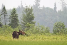 Algonquin Park Moose in Marsh by Jim Cumming Wildlife Photography Giclee Print