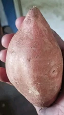 *ORGANIC HEIRLOOM LOUISIANA EVANGELINE SWEET POTATO GROW YOUR OWN SLIPS!**