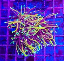  Hellfire Torch  -Live Coral Frag 
