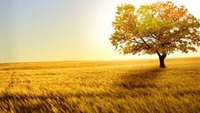 Landscape fall trees wheat field yellow outdoors agro Custom Gaming Mat Desk