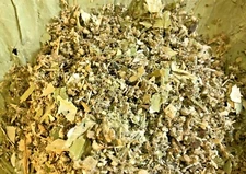 Jujube Lotus California Poppy Mullein Cinquefoil Passionflower Catnip -No.36 Mix