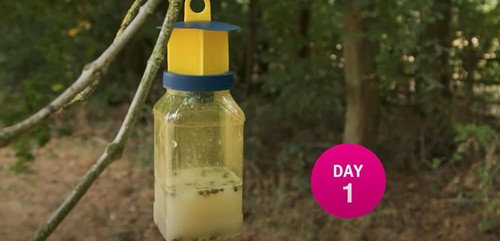 Zero In Fly Max Fly Catcher Insect Trap With Bait Ready To Use Re Usable Trap - Picture 7 of 17