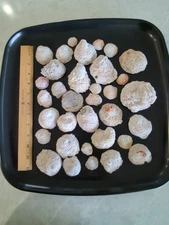 Quart size bag of Leafy Jewel Box shells