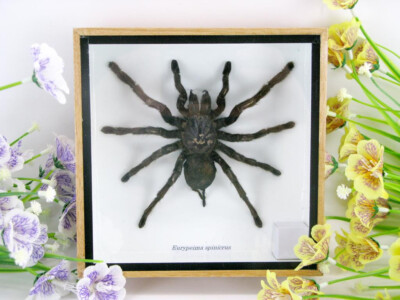 Huge real tarantula - Eurypelma spinicrus - in a 3D showcase - museum quality