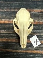 Real Grey Fox Unique Animal Mount Halloween Skull Art Craft Mountain Man Canine