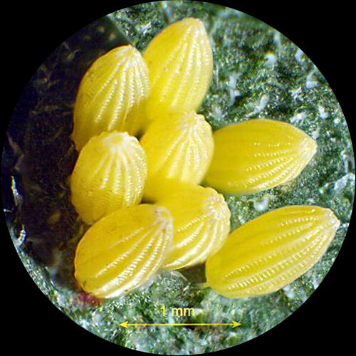 Microscopio estéreo de pluma trinocular AmScope 20X-40X-80X + luz fluorescente - Imagen 7 de 8