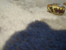 Kaiyodo Capsule Q Museum mini (even for Kaiyodo) purse toad gashapon figure