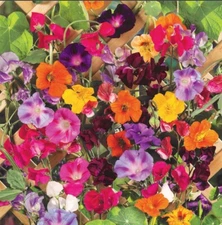 COLORFUL CLIMBERS Mix Morning Glory Sweet Pea Nasturtium Vines Non-GMO 50 Seeds