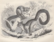 1883 Brehms Thierleben Wood Engraving Thick-tailed Bushbaby Original Book Print