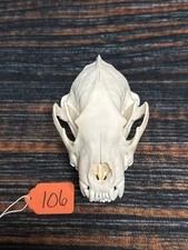 Real XL Wolverine Skull Unique Gift Craft Animal Mount Art Head Collection Odd