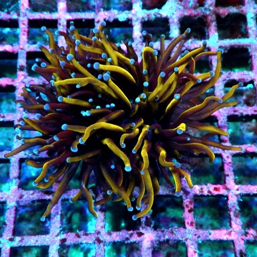WYSIWYG - Gold Torch Black Middle - Live Coral