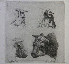 J. C. GAAL ´RINDER- KUHKÖPFE; HEADS OF COWS´ P. GAAL, H.&L. 4 II, RADIERUNG 1854