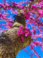 40 Chinese Redbud Tree Seeds to Grow Exotic Flowering Tree