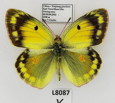 Pieridae, Colias erschoffi, male, A1, China, VERY RARE