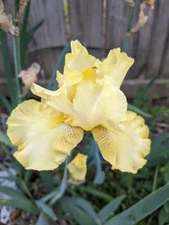 Lot of 3 Tubers Roots Rhizomes Reblooming Bearded Irises Buckwheat Yellow Colors