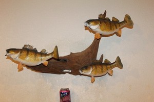 3 Taxidermy Panfish Perch Bluegill Crappie Bass Mount Real Skin Sun Fish Walleye