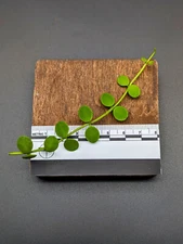 Dischidia nummularia [one cutting] 