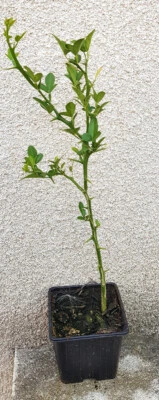 MONJARDINEXTRAORDINAIRE Poncirus trifoliata 'Kryder' (De semis) / Poncirus Kryder / Godet / Agrume