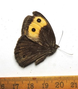 Cercyonnis pegala, male, Virginia; Nymphalidae