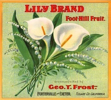 Porterville Calla Lily Flower Orange Citrus Fruit Crate Label Art Print