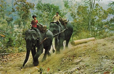 Vintage Thailand Postcard Elephants Logging Chiang Mai Forest Phra That Doi