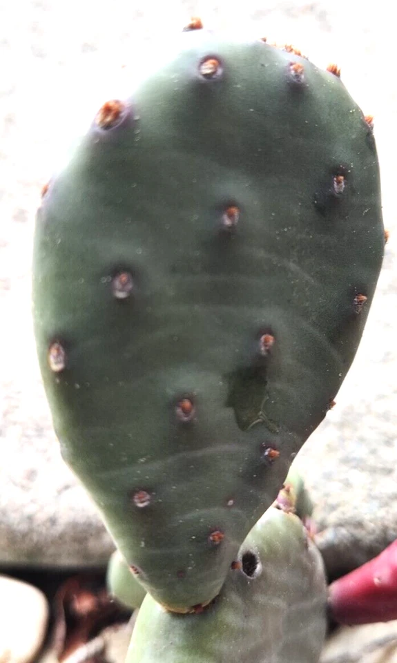 Winter Hardy Prickly Prickly Pear Cactus cacti  2 pads 3 inch - Image 2 of 2