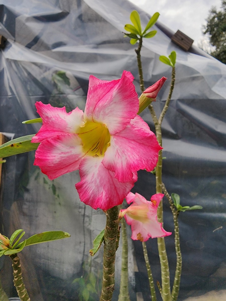 Adenium obesum Desert Rose YAK JAPAN. Plant perfect for bonsai