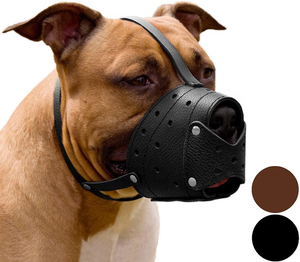 muzzle training for biting