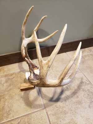whitetail deer antlers 130Inch 9point buck! | eBay