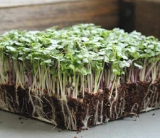 Basic Salad Mix MICROGREEN Seeds | Heirloom | Non-GMO | Seeds for Sprouting