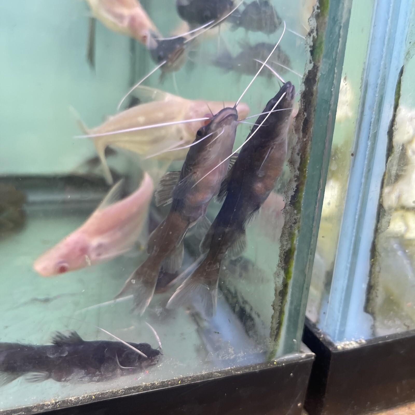 Asian redtail catfish 3” in length Live Tropical Fish eBay