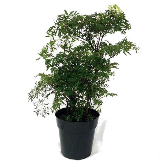 JAPANESE MING ARALIA TREE PLANT POLYSCIAS INDOOR 4