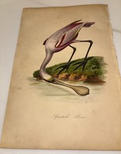 1843 Jardin Des Plantes-French-Botany, Birds, Anthropology-Color Plates-VG+