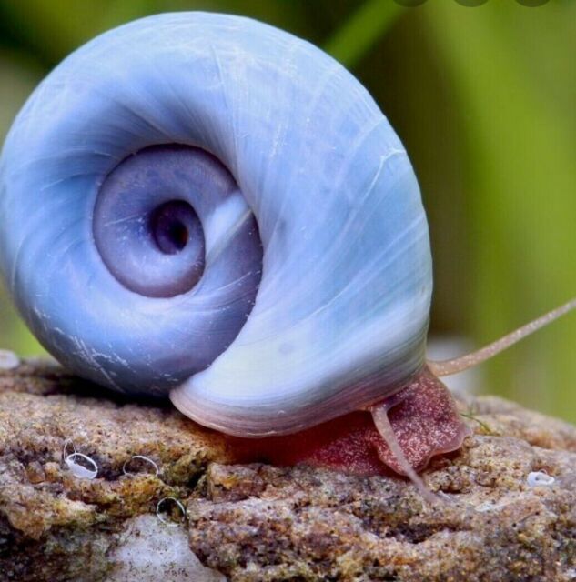 1 Rare Blue Ramshorn Snails - Aquarium Snails Algae Eater 