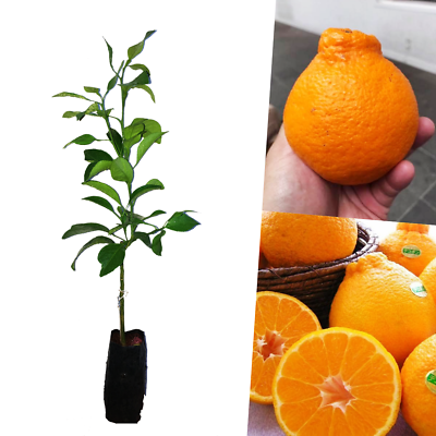 Dekopon orange plant grafted tree Foliage Green and Variegated Pomelo Rootstock 