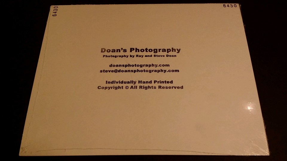 Leopard in Water Animal Photo Print 8x10 New Matted Wall Art HQ Gift