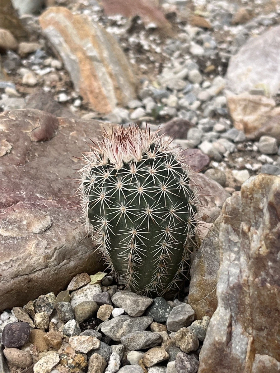 Echinocereus Cold Cactis&Succulents for sale | eBay