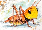 ACEO Original Art, Tiny Art, ATC - Watercolor ink  - Grasshopper