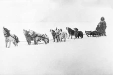 MALAMUTE CHORUS DOG SLED TEAM ALASKA PHOTOGRAPH PHOTO PRINT