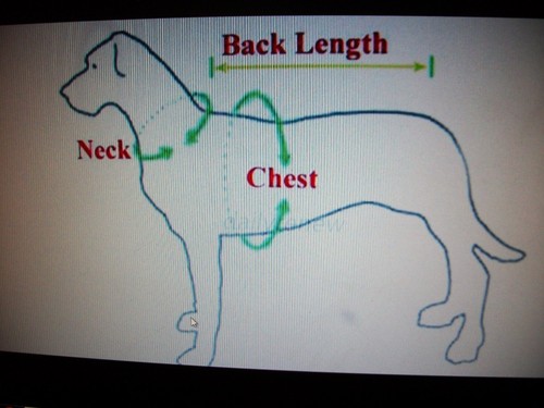 pet dog shirt,,"Happy Easter", bunny face, Medium*(read size details ) - Bild 6 von 6