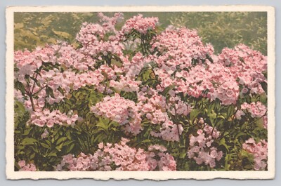 Lake Lure North Carolina, Mountain Laurel Flowers, Vintage Postcard