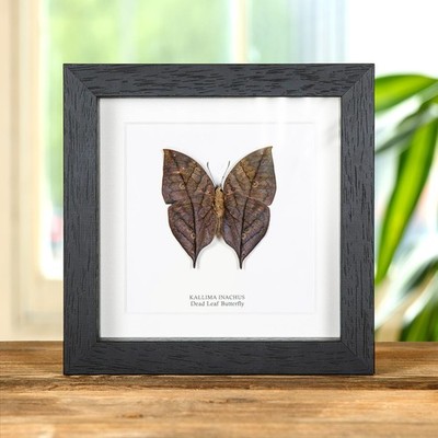 Dead Leaf Butterfly Taxidermy in Box Frame (Kallima inachus)