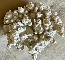 Large Natural Stem Sea Coral Fossil